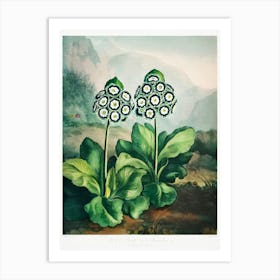 A Group Of Auriculas From The Temple Of Flora (1808), Robert John Thornton Art Print