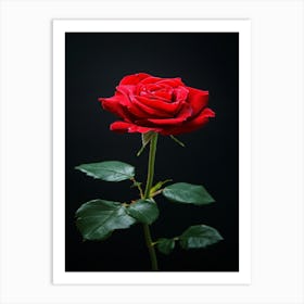 Red Rose On Black Background 66 Art Print