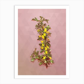 Vintage Caragana Spinosa Botanical Art on Crystal Rose n.0567 Art Print