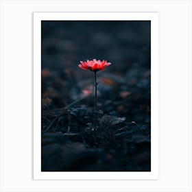 Single Flower In The Dark 100 Art Print