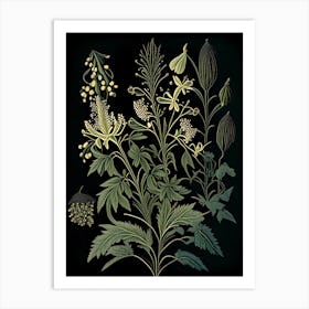 Black Cohosh Wildflower Vintage Botanical 1 Art Print