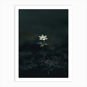 Single Flower In The Dark 32 Art Print