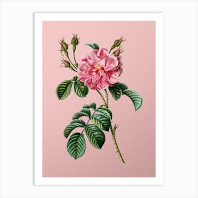 Vintage Pink Wild Rose Botanical on Soft Pink n.0559 Art Print