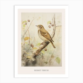 Vintage Bird Drawing Hermit Thrush 3 Poster Art Print