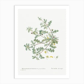 Mesembryanthemum Pinnatifidum, Pierre Joseph Redoute Art Print