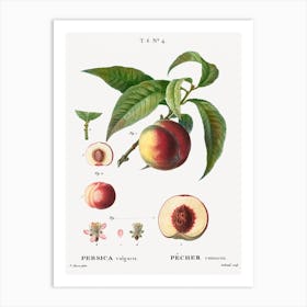 Peaches, Pierre Joseph Redoute 1 Art Print