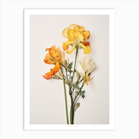 Pressed Flower Botanical Art Freesia 1 Art Print
