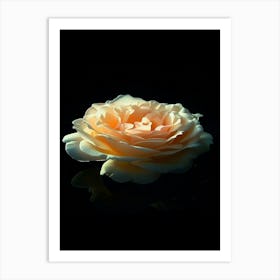 Peach Rose 14 Art Print