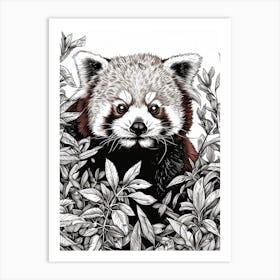 Red Panda Hiding In Bushes Ink Illustration 2 Art Print