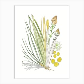 Lemongrass Spices And Herbs Pencil Illustration 4 Art Print