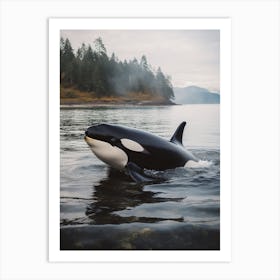 Misty Orca Whale With Forest Background Art Print