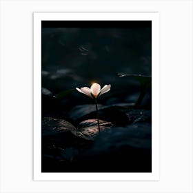 Lotus Flower 48 Art Print