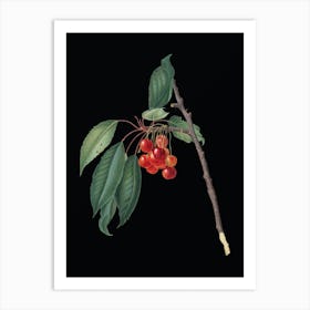 Vintage Cherry Botanical Illustration on Solid Black n.0949 Art Print