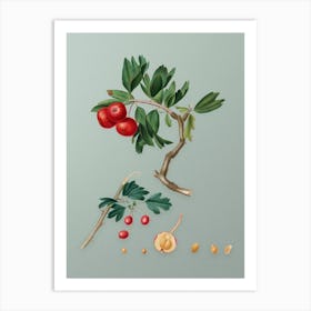 Vintage Red Thorn Apple Botanical Art on Mint Green n.0836 Art Print