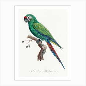 Military Macaw, From Natural History Of Parrots, Francois Levaillant Art Print