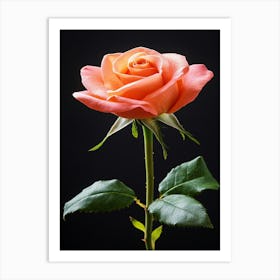 Pink Rose 45 Art Print