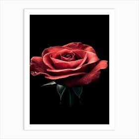 Red Rose On Black Background 9 Art Print