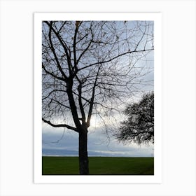 Bare Tree Art Print