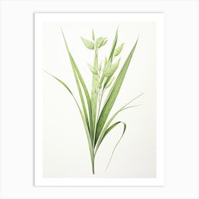 Lemon Grass Vintage Botanical Herbs 1 Art Print