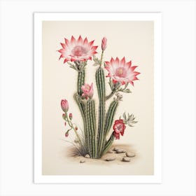 Vintage Cactus Illustration Chamaecereus Silvestrii 1 Art Print