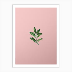 Vintage Buxus Colchica Twig Botanical on Soft Pink n.0419 Art Print