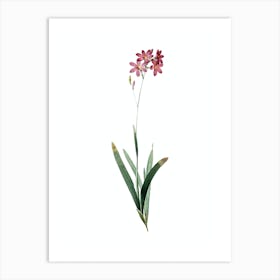 Vintage Corn Lily Botanical Illustration on Pure White n.0519 Art Print