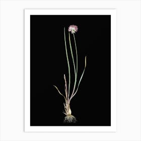 Vintage Allium Foliosum Botanical Illustration on Solid Black Art Print