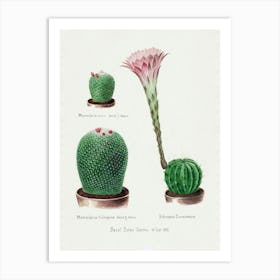 Rainbow Pincushion Cactus And Easter Lily, Familie Der Cacteen Art Print