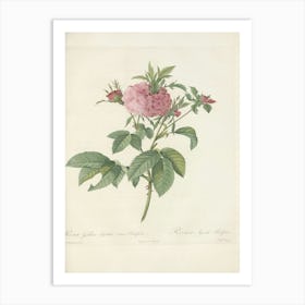 Rose Illustration, Pierre Joseph Redoute, Pierre Joseph Redoute (123) Art Print