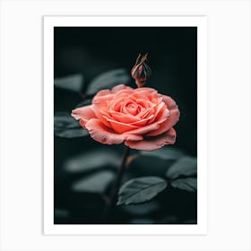 Pink Rose 44 Art Print