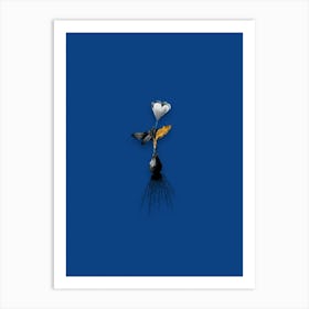 Vintage Cape Tulip Black and White Gold Leaf Floral Art on Midnight Blue n.0916 Art Print