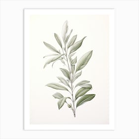 Bay Leaves Vintage Botanical Herbs 1 Art Print