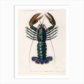 Crimson Crawfish (Palemon Ornatum), Charles Dessalines D'Orbigny 1 Art Print