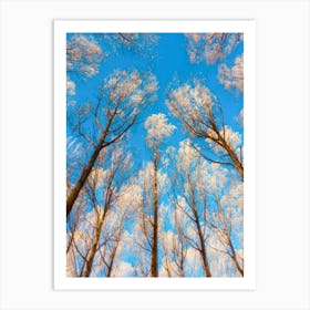 Canopy Of Light Art Print