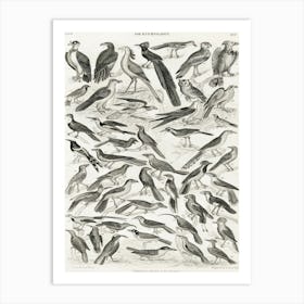 Ornithology, Oliver Goldsmith 5 Art Print