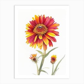 Blanket Flower Wildflower Watercolour Art Print