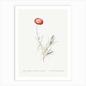 Mesembryanthemum Tenuifolium, Pierre Joseph Redoute Art Print