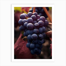 Grapes On Vine Art Print