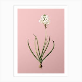 Vintage Arabian Starflower Botanical on Soft Pink n.0749 Art Print