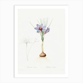 Crocus Sativus, Pierre Joseph Redoute Art Print