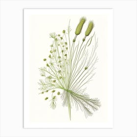 Fennel Seed Spices And Herbs Pencil Illustration 3 Art Print