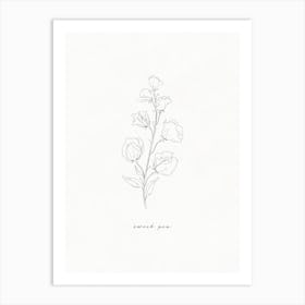 Sweet Pea Line Drawing Art Print