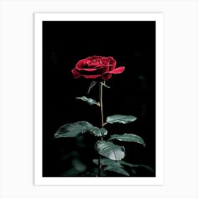 Dark Rose 108 Art Print