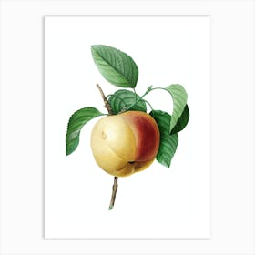 Vintage Snow Calville Apple Botanical Illustration on Pure White n.0809 Art Print
