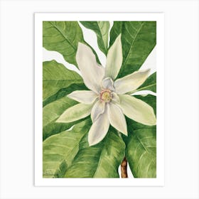 Vintage Botanical Mary Vaux Walcott _2732427 Art Print