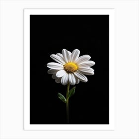 Daisy 19 Art Print