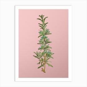 Vintage Rosemary Botanical on Soft Pink n.0909 Art Print