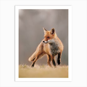 Red Fox Art Print