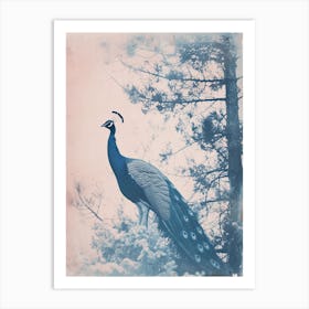 Peacock In The Snowy Tree Cyanotype Art Print