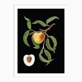 Vintage Peach Botanical Illustration on Solid Black n.0645 Art Print